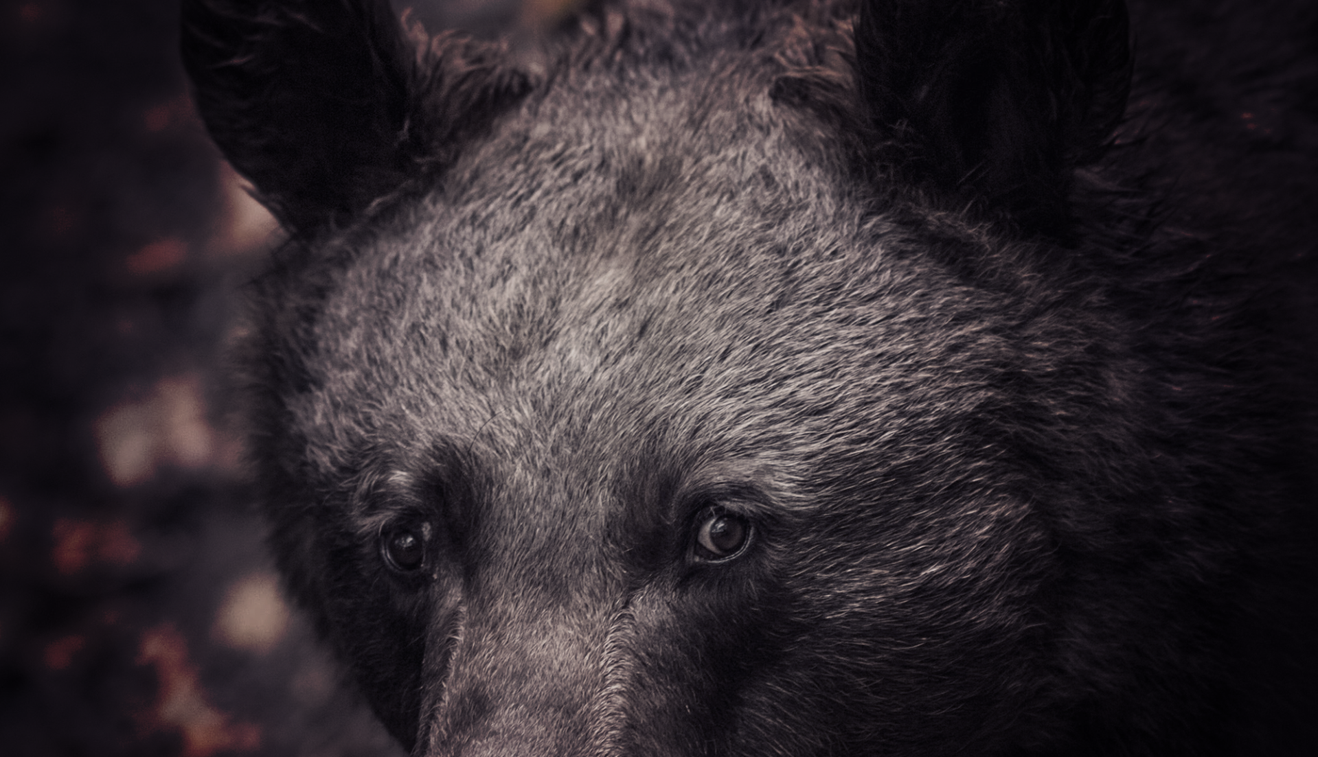 Users bear face
